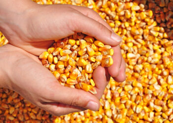 وزارة الزراعة الأمريكية تخفض توقعات محصول الذرة في أوكرانيا بشكل حاد