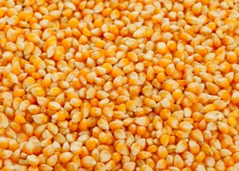 سافراس تخفض توقعات محصول الذرة في البرازيل للموسم الحالي