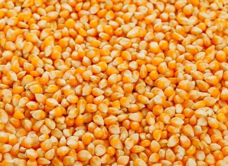 سافراس تخفض توقعات محصول الذرة في البرازيل للموسم الحالي