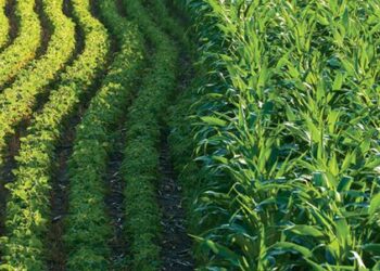 الولايات المتحدة تتوقع زيادة زراعة فول الصويا على خلفية ارتفاع تكلفة موارد زراعة الذرة