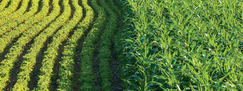 الولايات المتحدة تتوقع زيادة زراعة فول الصويا على خلفية ارتفاع تكلفة موارد زراعة الذرة