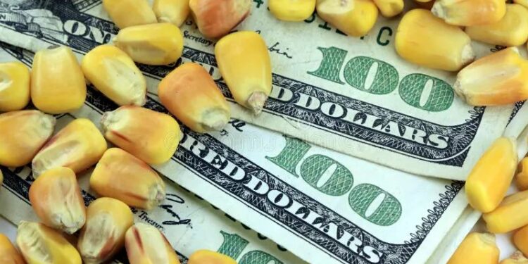 انخفاض تدريجي في أسعار الذرة العلفية في أوكرانيا