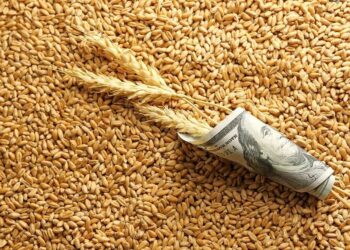 У листопаді експорт пшениці з України склав лише 1,706 млн тонн, і такий темп вважається низьким. Сезонні фактори продовжують залишатися домінуючими, але динаміка цін на пшеницю дещо відрізняється від звичної. Про це повідомляють в аналітичному департаменті сільськогосподарського кооперативу ПУСК, створеного в межах ВАР. «Нинішня фаза сезону традиційно характеризується мінімумом новин, адже всі ключові параметри врожаю вже давно відомі, а інформація про стан нового врожаю з’являється лише після лютого. Тобто мало інформаційних приводів, щоб ціни змінювались», — зазначають аналітики. Новим драйвером цін могла бути посівна, але її вплив знівелювали сприятливі погодні умови. «Стан озимини оцінюється як добрий, вологи вистачає, а прогнози обіцяють додаткові опади. На зимівлю рослини будуть заходити в нормальному стані. Ніяких проблем поки не фіксується. Саме тому фактор ризикової посівної, який міг би підняти ціни, уже не впливає на ринок», – пояснюють у ПУСК.