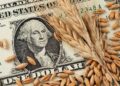 تباين أداء عقود القمح في ختام تداولات الأربعاء.. وارتفاع الذرة وانخفاض الصويا