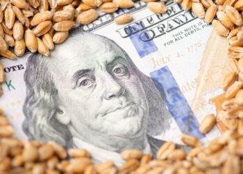 أسعار القمح الأوكراني تقع تحت ضغط انخفاض عقود شيكاغو