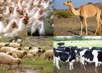 الزراعة تصدر توصيتها لمربى الثروة الحيوانية والداجنة لمواجهة التقلبات الجويه الباردة