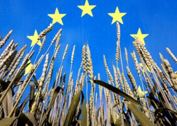 منظمة COCERAL تتوقع انخفاض إنتاج الحبوب في الاتحاد الأوروبي عام 2026