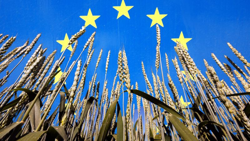 منظمة COCERAL تتوقع انخفاض إنتاج الحبوب في الاتحاد الأوروبي عام 2026