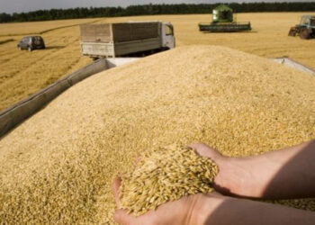 معدلات تصدير الحبوب الأوكرانية خلال ديسمبر تتجاوز نتائج العام الماضي