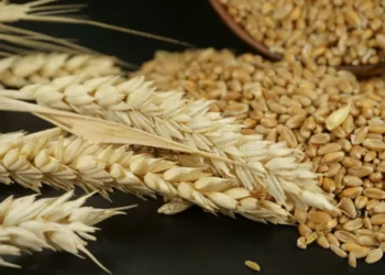 رسوم التصدير على القمح الروسي تبدأ العام الجديد 2026 بانخفاض