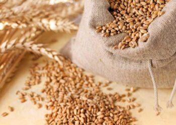 القمح يغلق على انخفاض في ختام تداولات الجمعة بسبب وفرة الإمدادات العالمية