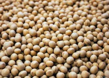 صادرات فول الصويا من الأرجنتين تتجاوز التوقعات في نوفمبر