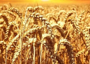 بورصة الحبوب| القمح ينخفض قبل مفاوضات السلام بين زيلينسكي وترامب