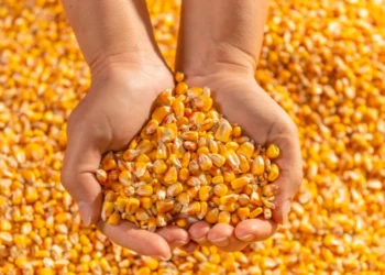 أوكرانيا تصدر 3.7 مليون طن من الذرة منذ بداية الموسم