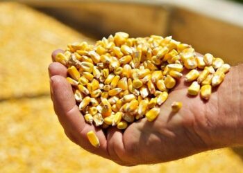 الذرة تفتح تداولات الثلاثاء بارتفاع طفيف مدعومة بالطلب