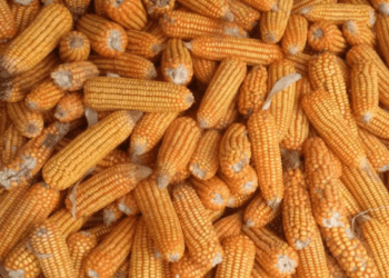 أسعار الذرة في السوق الأوكرانية تستمر بالانخفاض