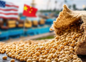 فول الصويا يسجل أدنى مستوى له في 6 أسابيع مع اقتراب موسم الحصاد البرازيلي وانخفاض الذرة والقمح