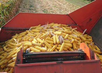 شحنات الذرة الروسية تنخفض إلى النصف في ديسمبر