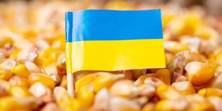 الذرة الأوكراني