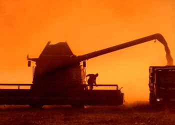 الفاو: إنتاج الحبوب العالمي يتجاوز للمرة الأولى 3 مليارات طن في الموسم الزراعي الحالي