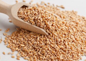 أسعار القمح: ارتفاع العرض العالمي يدفع العقود الآجلة الأمريكية إلى الانخفاض