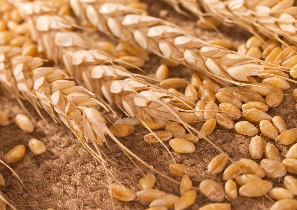 لأول مرة منذ أغسطس.. أكبر مُصدر في العالم يفرض رسوم تصدير صفرية على القمح والذرة