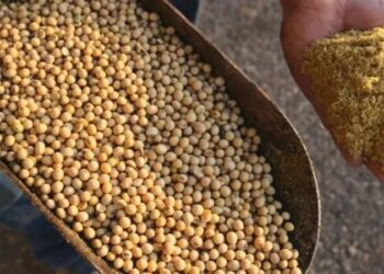 انخفاض حصة الاتحاد الأوروبي من صادرات الأرجنتين من 30% إلى 9.8% بسبب تراجع إمدادات كسب الصويا