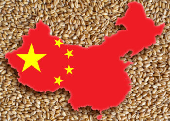 الصين تحطم الرقم القياسي في إنتاج الحبوب بعام 2025