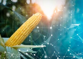 عقود الذرة الآجلة تختتم تداولات الإثنين بتحركات سلبية طفيفة