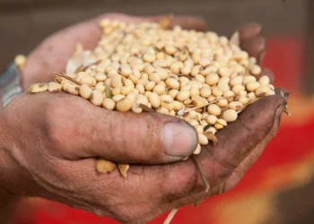 بورصة الحبوب| الصويا تشهد استقرارا في بداية تداولات اليوم الأربعاء