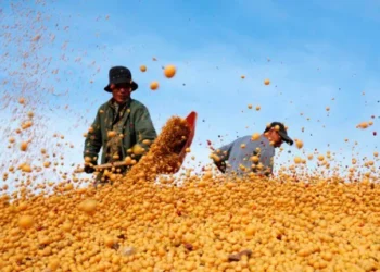 بورصة الحبوب| الصويا تواصل ارتفاعها لكنها تخفف من مكاسبها بمنتصف تداولات الإثنين