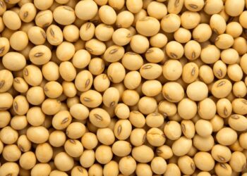 الاتحاد الأوروبي يتوقع انخفاض إنتاج فول الصويا هذا العام