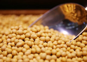 البرازيل ترفع توقعاتها لصادرات فول الصويا بسبب ارتفاع الطلب الصيني