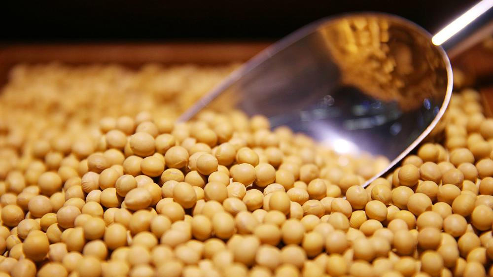 البرازيل ترفع توقعاتها لصادرات فول الصويا بسبب ارتفاع الطلب الصيني