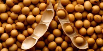 فول الصويا