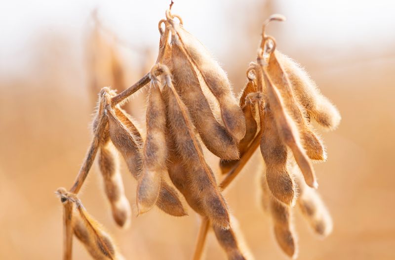 تقديرات محصول فول الصويا في البرازيل تتجاوز التوقعات مرة أخرى