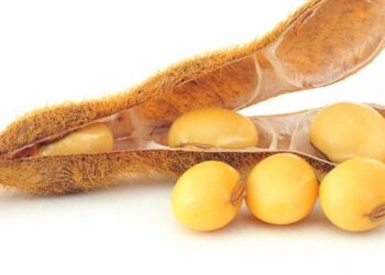 انخفاض عقود فول الصويا في بورصة شيكاغو يضغط على الأسعار بأوكرانيا