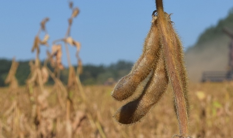 إنتاج البرازيل من فول الصويا يصل إلى 180 مليون طن للموسم الحالي