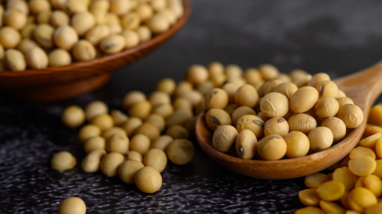 المفوضية الأوروبية تخفض توقعات محصول الصويا في الاتحاد الأوروبي في عام 2025