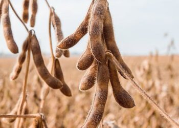 توقعات إنتاج فول الصويا في البرازيل تنخفض على خلفية تساقط الأمطار غير المنتظم