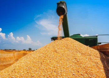 كوناب يُقدَّر إنتاج الحبوب في البرازيل لموسم 2025-2026 بـ354.4 مليون طن