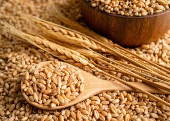 صادرات القمح الروسي تتجاوز 3 ملايين طن في ديسمبر.. ومصر أكبر المستوردين