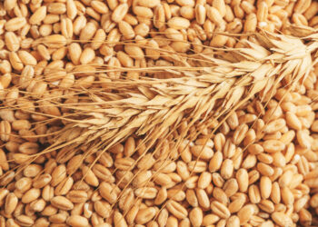 حصاد الحبوب