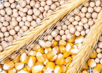 عقود القمح العالمية تنهي جلسة الجمعة متباينة مع ارتفاع أسعار الذرة وفول الصويا