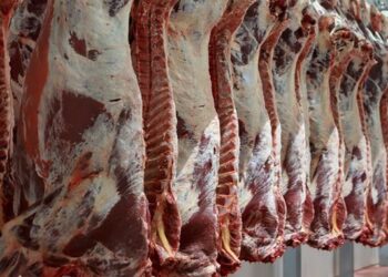 أستراليا تسجل رقماً قياسياً جديداً في صادرات لحوم البقر مدفوعة بالطلب الأمريكي