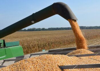 أوكرانيا تحصد 26.4 مليون طن من الذرة و4.8 مليون طن فول صويا