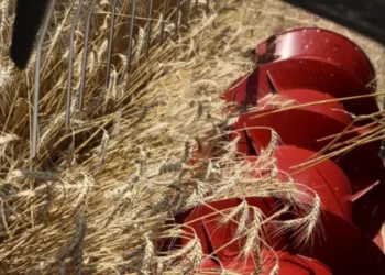 روسيا: حصاد الحبوب يتجاوز 137 مليون طن في عام 2025