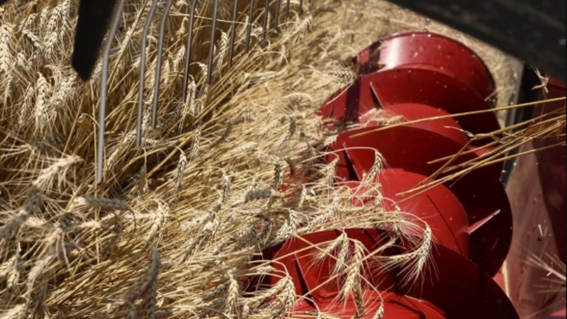 الأمم المتحدة: التجارة الزراعية العالمية ستزيد بنسبة 6% عام 2025