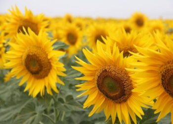 الزراعة الأمريكية تخفض توقعاتها لمحصول عباد الشمس الأوكراني بمقدار 1.5 مليون طن