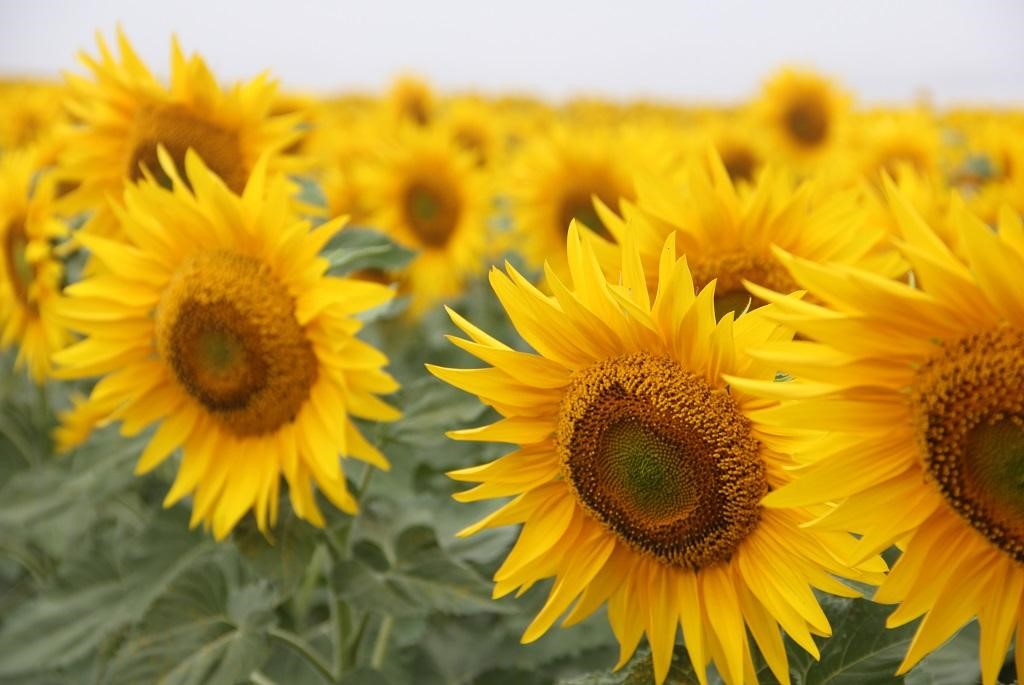 الزراعة الأمريكية تخفض توقعاتها لمحصول عباد الشمس الأوكراني بمقدار 1.5 مليون طن